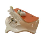 کلیپس برجسته 00202277O