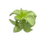 کلیپس گل پلومریا کوچک 00201401